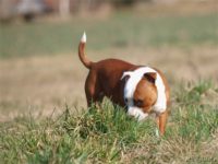 Staffordshire Bull Terrier