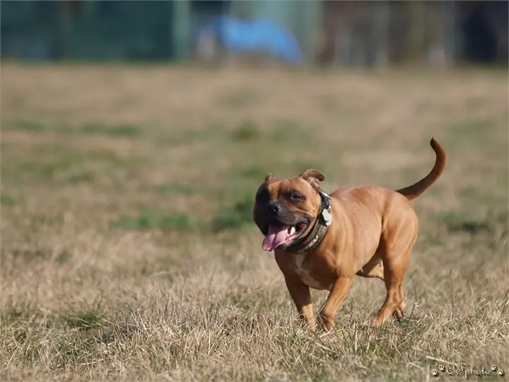 Staffordshire Bull Terrier