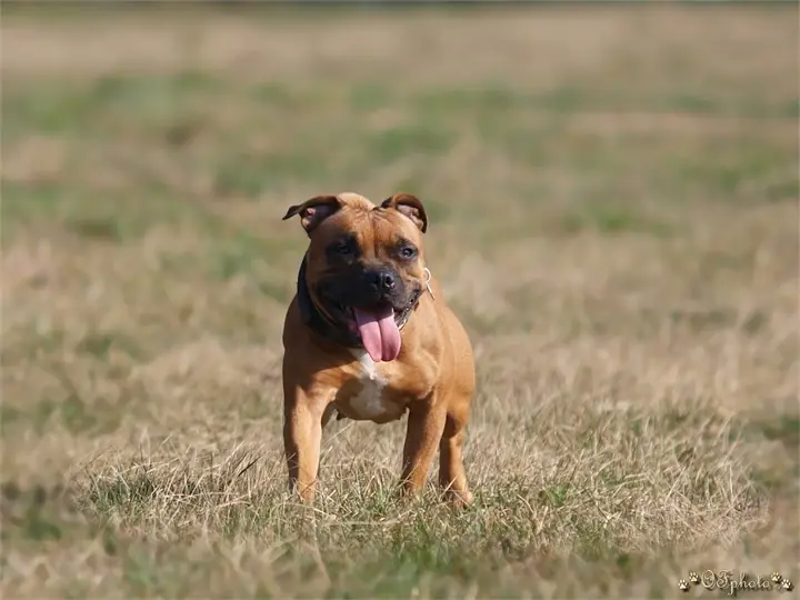 Staffordshire Bull Terrier