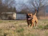 Staffordshire Bull Terrier