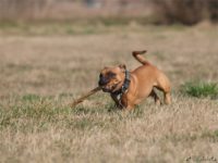 Staffordshire Bull Terrier