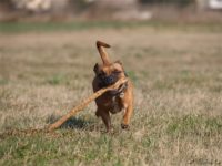 Staffordshire Bull Terrier