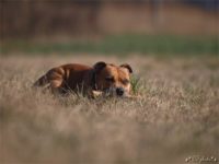 Staffordshire Bull Terrier