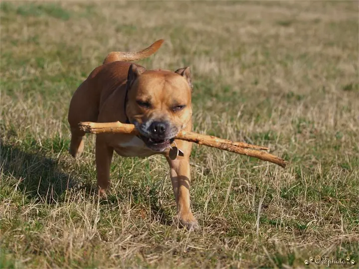 Staffordshire Bull Terrier