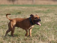 Staffordshire Bull Terrier