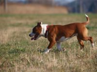 Staffordshire Bull Terrier