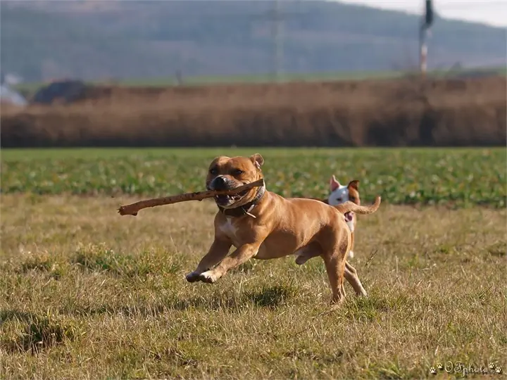 Staffordshire Bull Terrier