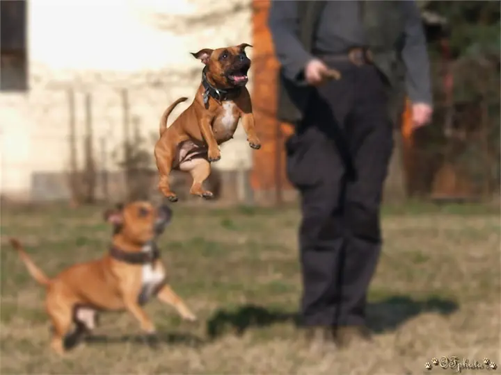 Staffordshire Bull Terrier