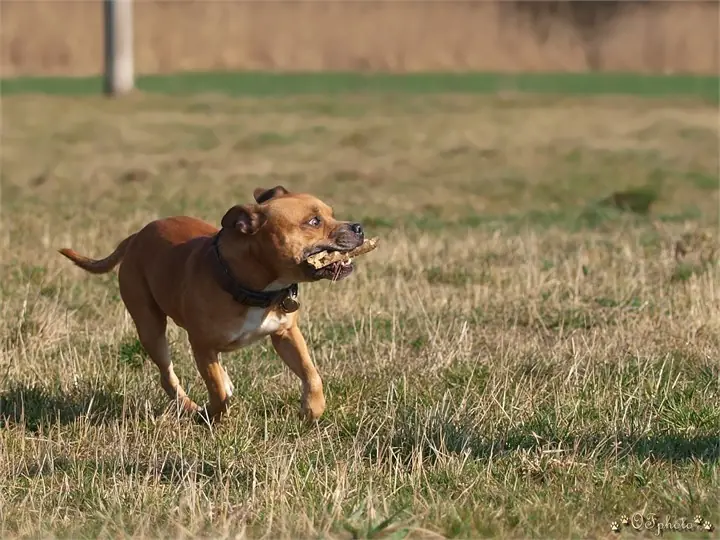 Staffordshire Bull Terrier