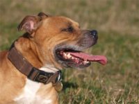 Staffordshire Bull Terrier