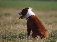 Staffordshire Bull Terrier