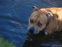 Staffordshire Bull Terrier