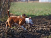 Staffordshire Bull Terrier