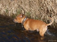 Staffordshire Bull Terrier