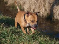 Staffordshire Bull Terrier