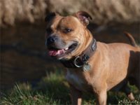 Staffordshire Bull Terrier