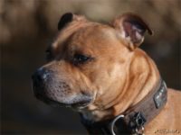 Staffordshire Bull Terrier