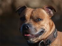 Staffordshire Bull Terrier