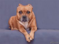 Staffordshire bull terrier - Vrh E