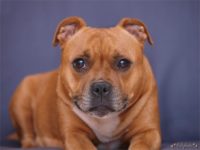 Staffordshire bull terrier - Vrh E