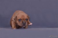 Staffordshire bull terrier - Vrh E