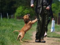 Staffordshire Bull Terrier