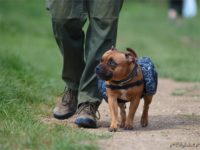 Staffordshire Bull Terrier