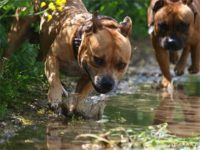 Staffordshire Bull Terrier