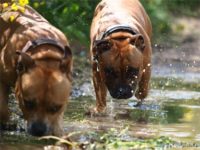 Staffordshire Bull Terrier