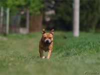 Staffordshire Bull Terrier