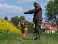 Staffordshire Bull Terrier