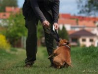 Staffordshire Bull Terrier