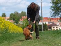 Staffordshire Bull Terrier