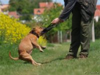 Staffordshire Bull Terrier