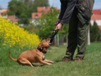 Staffordshire Bull Terrier