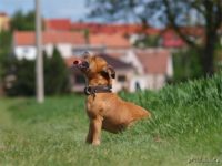 Staffordshire Bull Terrier