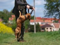 Staffordshire Bull Terrier