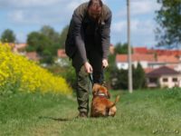 Staffordshire Bull Terrier