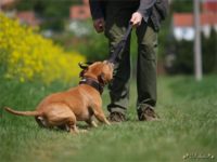 Staffordshire Bull Terrier