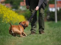 Staffordshire Bull Terrier