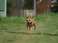 Staffordshire Bull Terrier