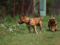 Staffordshire Bull Terrier