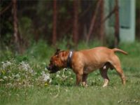 Staffordshire Bull Terrier