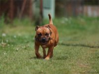 Staffordshire Bull Terrier