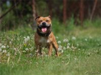 Staffordshire Bull Terrier