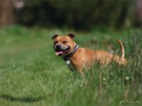 Staffordshire Bull Terrier