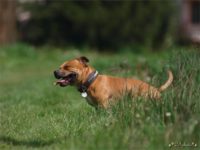 Staffordshire Bull Terrier