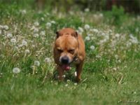 Staffordshire Bull Terrier