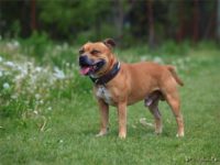 Staffordshire Bull Terrier