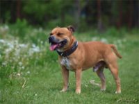 Staffordshire Bull Terrier